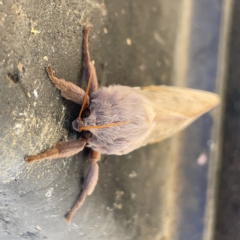 Oxycanus (genus) at Casey, ACT - 8 Apr 2023 09:34 AM