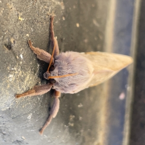 Oxycanus (genus) at Casey, ACT - 8 Apr 2023 09:34 AM