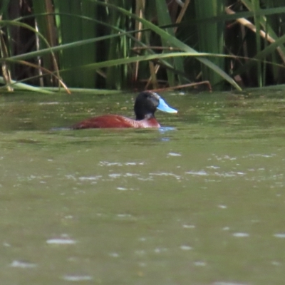 Oxyura australis (Blue-billed Duck) at Isabella Plains, ACT - 8 Apr 2023 by BenW