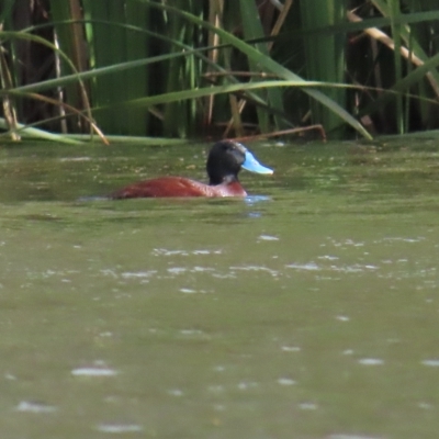 Oxyura australis (Blue-billed Duck) at Upper Stranger Pond - 8 Apr 2023 by TomW