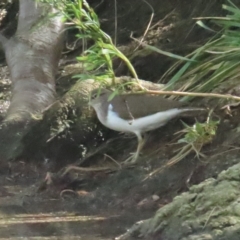 Actitis hypoleucos (Common Sandpiper) at Lake Tuggeranong - 8 Apr 2023 by BenW