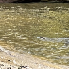 Hydromys chrysogaster (Rakali or Water Rat) at Lake Burley Griffin West - 8 Apr 2023 by JimL