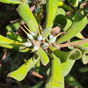 Persoonia rigida at Jerrabomberra, ACT - 8 Apr 2023