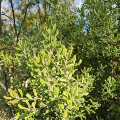 Persoonia rigida at Jerrabomberra, ACT - 8 Apr 2023