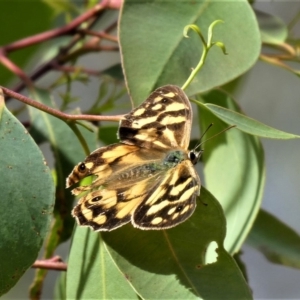 Heteronympha paradelpha at Acton, ACT - 8 Apr 2023