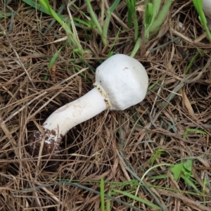 zz agaric (stem; gill colour unknown) at Fyshwick, ACT - 8 Apr 2023 10:24 AM