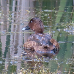 Aythya australis at Fyshwick, ACT - 8 Apr 2023