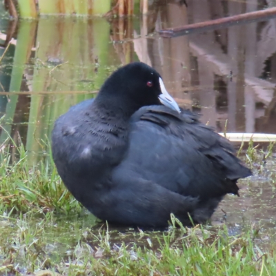 Fulica atra (Eurasian Coot) at Fyshwick, ACT - 8 Apr 2023 by MatthewFrawley