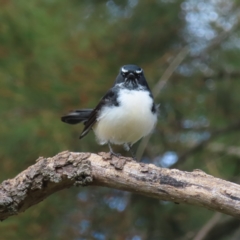 Rhipidura leucophrys (Willie Wagtail) at Jerrabomberra Wetlands - 8 Apr 2023 by MatthewFrawley