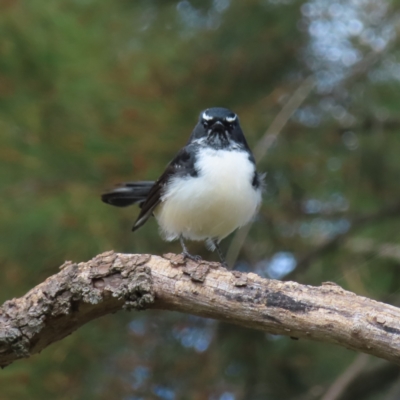 Rhipidura leucophrys (Willie Wagtail) at Jerrabomberra Wetlands - 8 Apr 2023 by MatthewFrawley