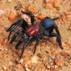 Missulena occatoria (Red-headed Mouse Spider) at Paddys River, ACT - 8 Apr 2023 by JohnBundock