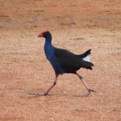 Porphyrio melanotus (Australasian Swamphen) at Jerrabomberra Wetlands - 8 Apr 2023 by MatthewFrawley