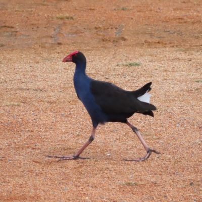 Porphyrio melanotus (Australasian Swamphen) at Fyshwick, ACT - 8 Apr 2023 by MatthewFrawley