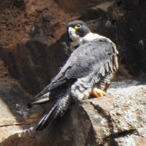 Falco peregrinus at Paddys River, ACT - 8 Apr 2023