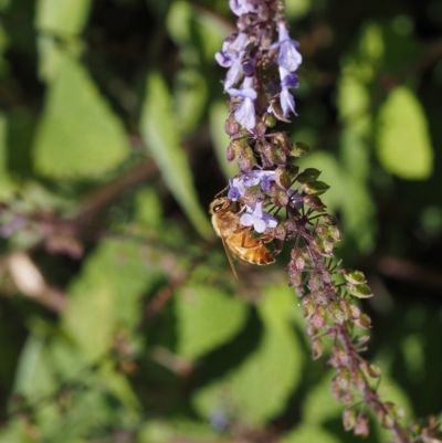 Apis mellifera (European honey bee) at Acton, ACT - 8 Apr 2023 by amiessmacro