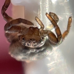 Cymbacha sp (genus) at Casey, ACT - 8 Apr 2023