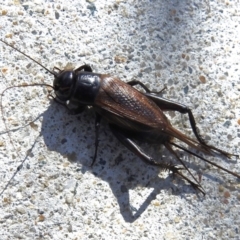 Teleogryllus commodus (Black Field Cricket) at Kambah, ACT - 8 Apr 2023 by JohnBundock