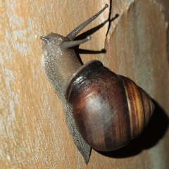 Sphaerospira fraseri (Fraser's Banded Snail) at Verrierdale, QLD - 7 Apr 2023 by AaronClausen