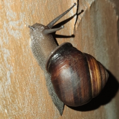Unidentified Snail or Slug (Gastropoda) at Verrierdale, QLD - 7 Apr 2023 by AaronClausen