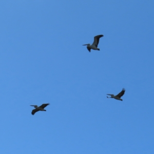 Pelecanus conspicillatus at Fyshwick, ACT - 8 Apr 2023 10:43 AM