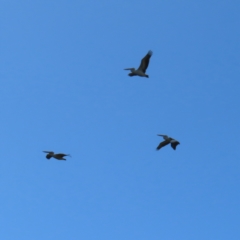 Pelecanus conspicillatus at Fyshwick, ACT - 8 Apr 2023 10:43 AM