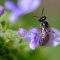 Lasioglossum (Homalictus) sphecodoides at Dulwich Hill, NSW - 7 Apr 2023