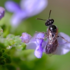 Lasioglossum (Homalictus) sphecodoides (Furrow Bee) at Dulwich Hill, NSW - 7 Apr 2023 by JudeWright