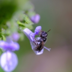Lasioglossum (Homalictus) sphecodoides at Dulwich Hill, NSW - suppressed