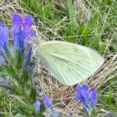 Pieris rapae (Cabbage White) at Rendezvous Creek, ACT - 8 Apr 2023 by KMcCue