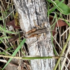 Phaulacridium vittatum (Wingless Grasshopper) at Namadgi National Park - 8 Apr 2023 by KMcCue