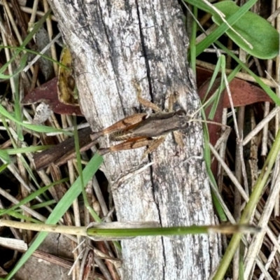 Phaulacridium vittatum (Wingless Grasshopper) at Rendezvous Creek, ACT - 8 Apr 2023 by KMcCue