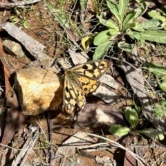 Heteronympha penelope (Shouldered Brown) at Rendezvous Creek, ACT - 8 Apr 2023 by KMcCue