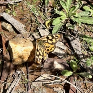 Heteronympha penelope at Rendezvous Creek, ACT - 8 Apr 2023 12:42 PM