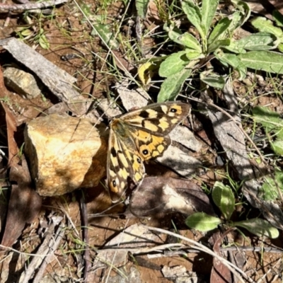 Heteronympha penelope (Shouldered Brown) at Namadgi National Park - 8 Apr 2023 by KMcCue