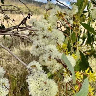 Eucalyptus stellulata (Black Sally) at Namadgi National Park - 8 Apr 2023 by KMcCue