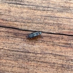 Psocodea 'Psocoptera' sp. (order) at Aranda, ACT - 6 Apr 2023