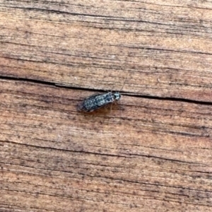 Psocodea 'Psocoptera' sp. (order) at Aranda, ACT - 6 Apr 2023 11:22 AM