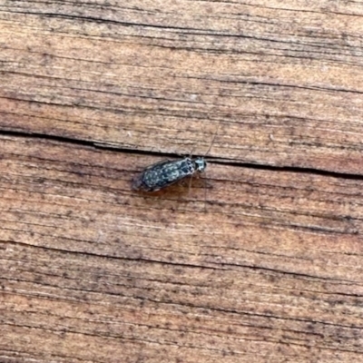 Psocodea 'Psocoptera' sp. (order) (Unidentified plant louse) at Aranda, ACT - 6 Apr 2023 by KMcCue