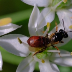 Exoneura sp. (genus) at Dulwich Hill, NSW - suppressed