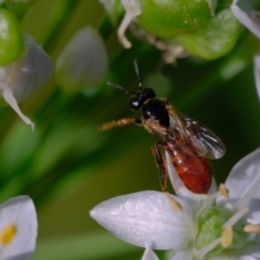 Exoneura sp. (genus) at Dulwich Hill, NSW - suppressed