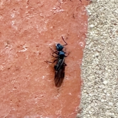 Formicidae (family) (Unidentified ant) at Aranda, ACT - 4 Apr 2023 by KMcCue