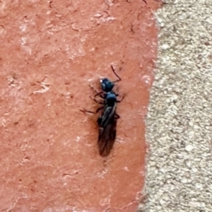 Formicidae (family) at Aranda, ACT - 4 Apr 2023