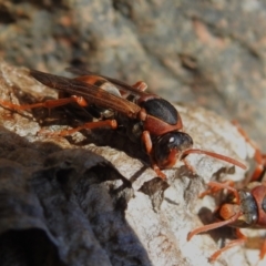Polistes (Polistella) humilis at Paddys River, ACT - 8 Apr 2023 11:55 AM