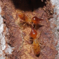 Nasutitermes (genus) (Snouted termite, Gluegun termite) at Ormiston, QLD - 6 Apr 2023 by TimL
