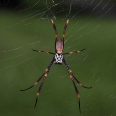 Unidentified Spider (Araneae) at Ormiston, QLD - 5 Apr 2023 by TimL