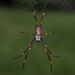 Trichonephila plumipes (Humped golden orb weaver) at Ormiston, QLD - 6 Apr 2023 by TimL