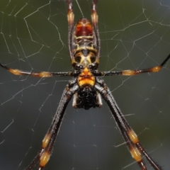 Trichonephila plumipes at Ormiston, QLD - 6 Apr 2023 09:50 AM