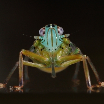 Unidentified Leafhopper or planthopper (Hemiptera, several families) at Wellington Point, QLD - 5 Apr 2023 by TimL