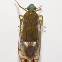 Magia subocellata at Wellington Point, QLD - suppressed