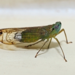 Magia subocellata at Wellington Point, QLD - suppressed